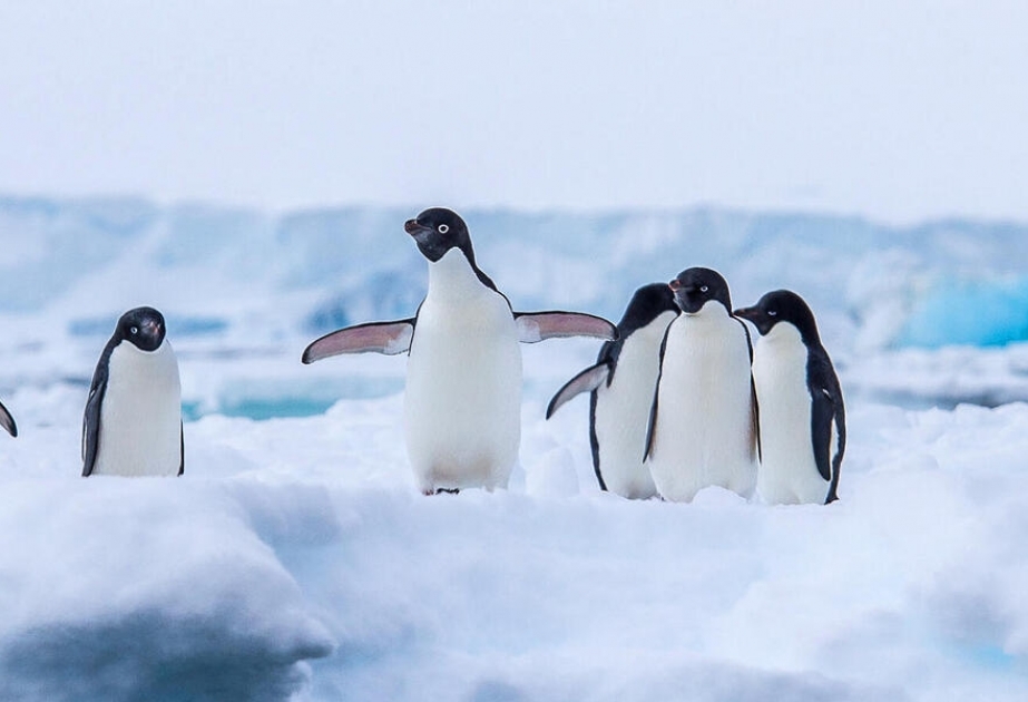 Antarktidada buzların əriməsi nəticəsində minlərlə pinqvin tələf olub