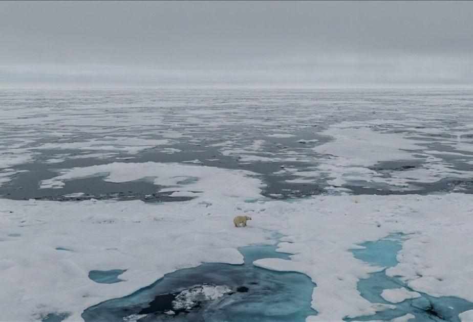 Climate change: Melting Arctic threatens polar bears, ecosystem
