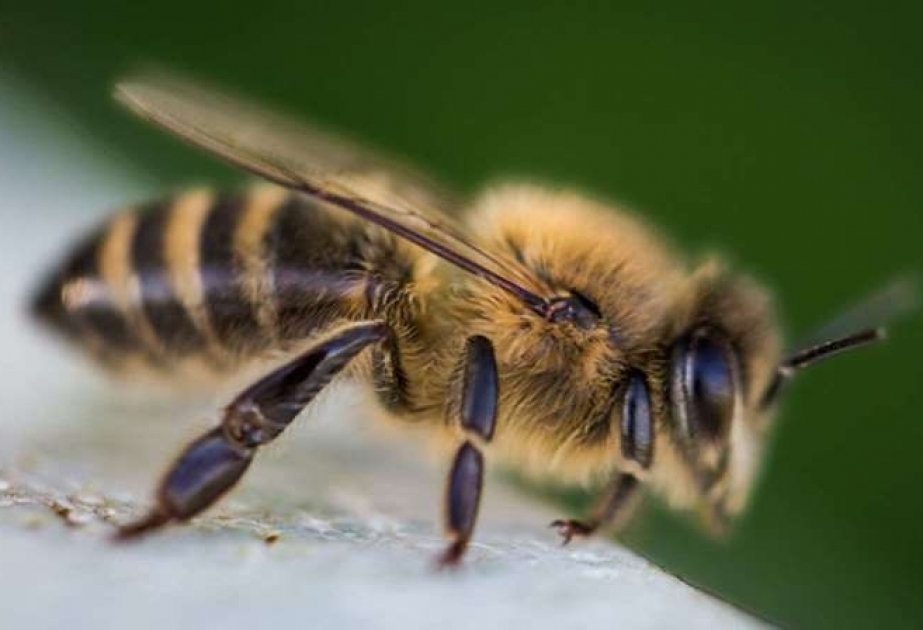 Científicos descubren cientos de abejas momificadas de la época de los faraones