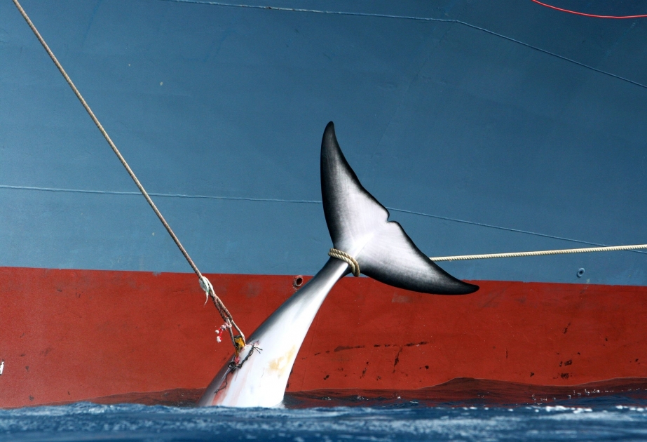 İslandiya yenidən balina ovuna icazə verir