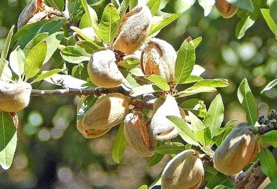 Abşeron şəraitində badamın Nonparel sortunun reintroduksiyası öyrənilib