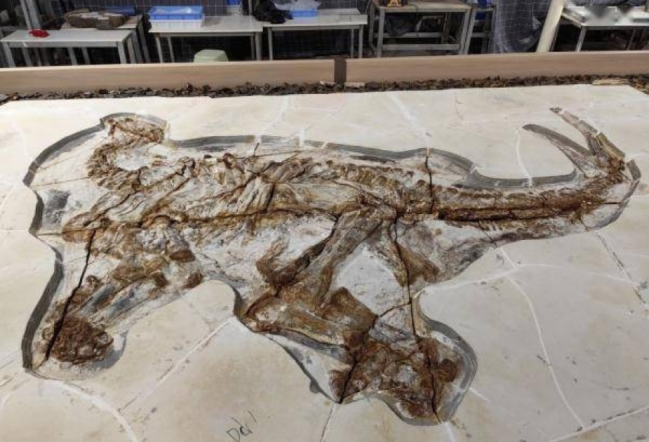 На севере Китая нашли окаменелые останки динозавров возрастом 130 миллионов лет