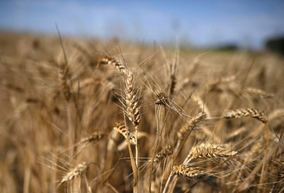 Hungary, Poland, Slovakia to continue own bans on Ukraine grains