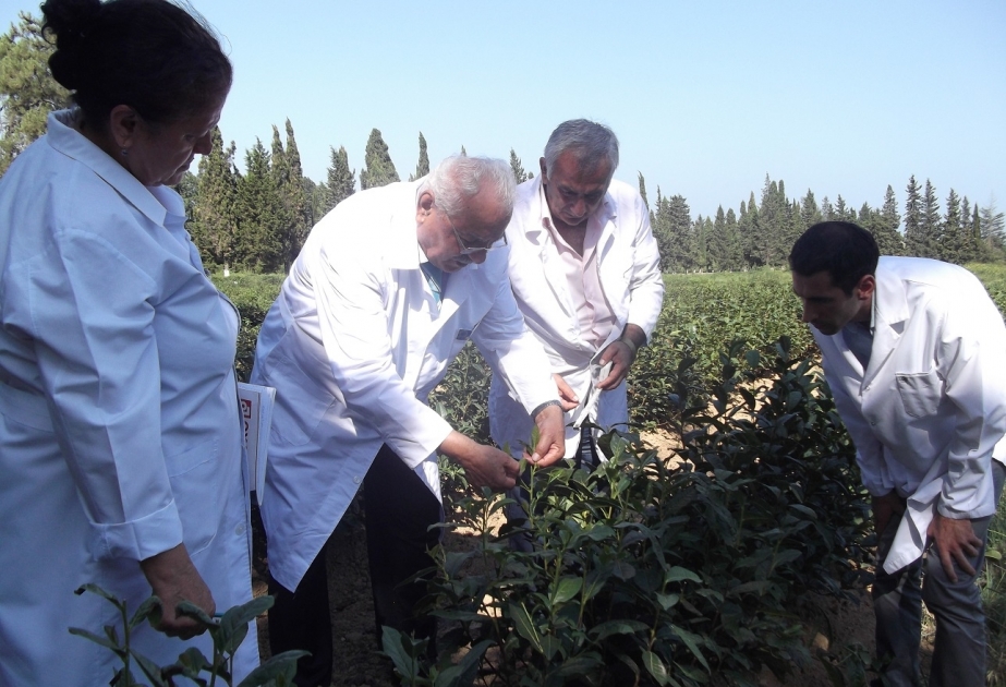 Lənkəran Regional Elmi Mərkəzində ilk dəfə çay yarpağının ekstraktı və limon qabığından efir yağı alınıb