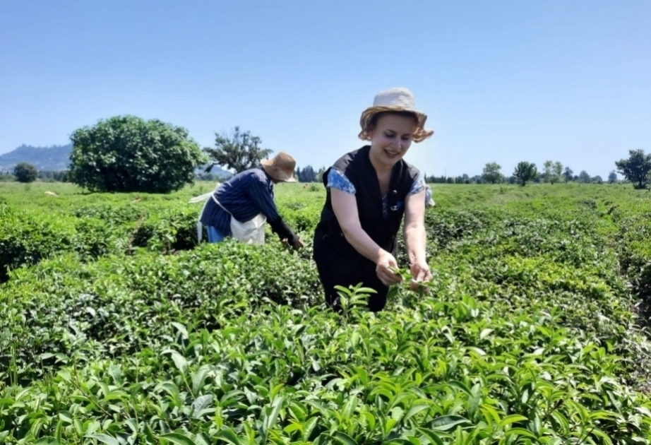 阿塞拜疆茶叶出口量下降