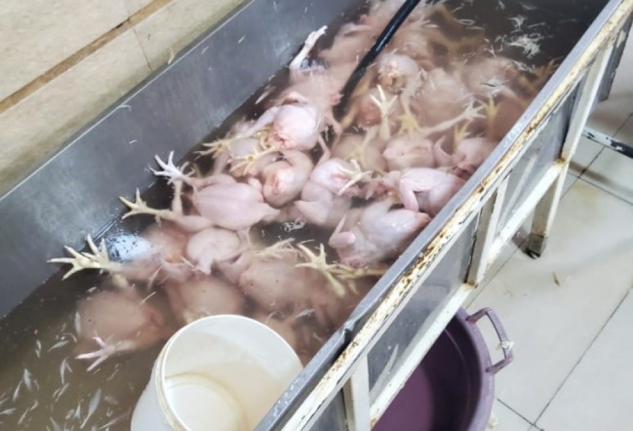 Lənkəranda fəaliyyət göstərən toyuq kəsimi müəssisəsində ciddi nöqsanlar aşkarlanıb