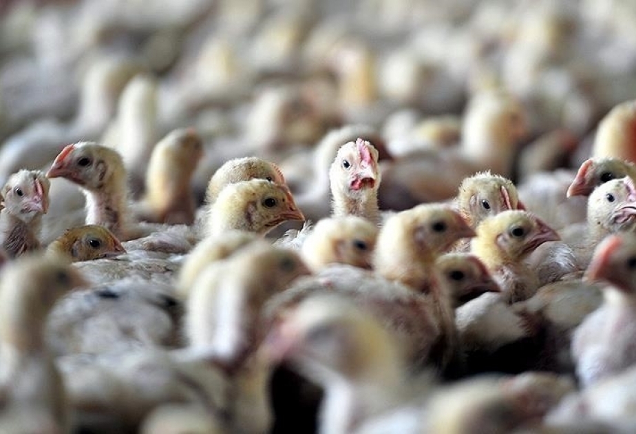 L’Afrique du Sud confrontée à une épidémie de grippe aviaire