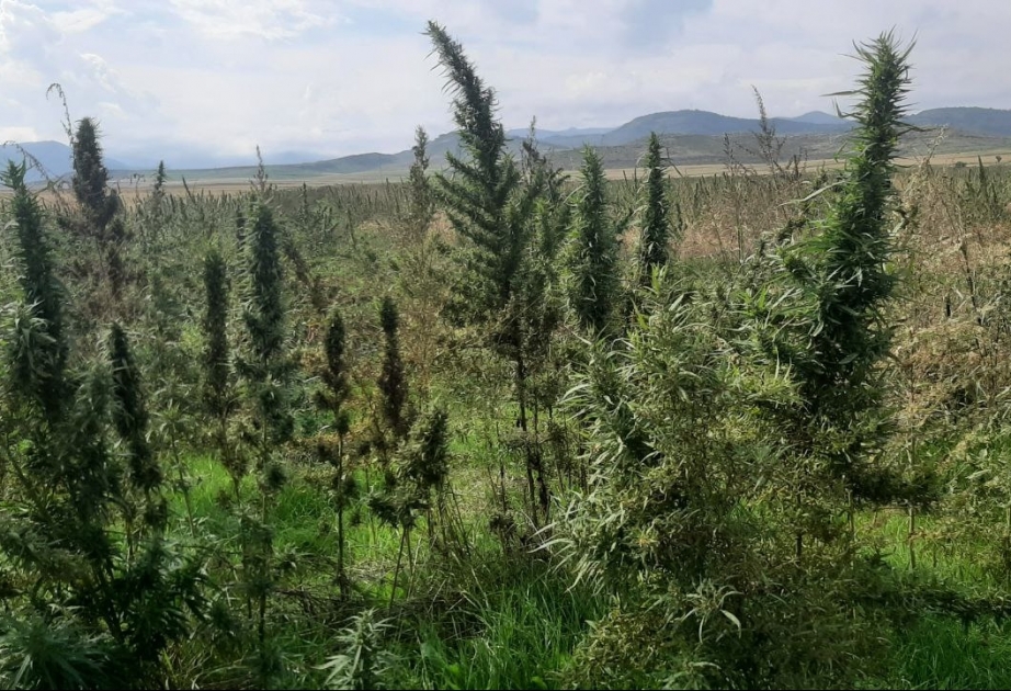 Xocalıda narkotik plantasiyası aşkarlanıb -  FOTOFAKT VİDEO