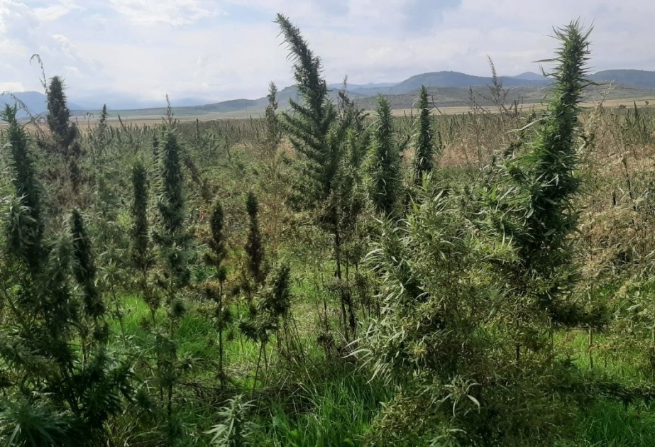 Se descubre una plantación de drogas en Joyalí