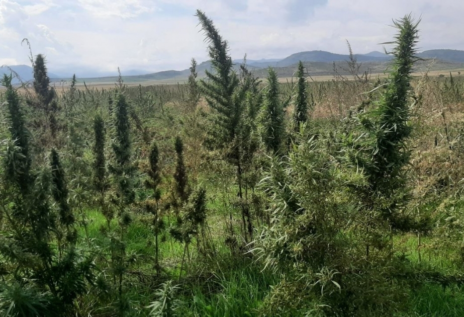 العثور على مزرعة للمخدرات في خوجالي (صور)