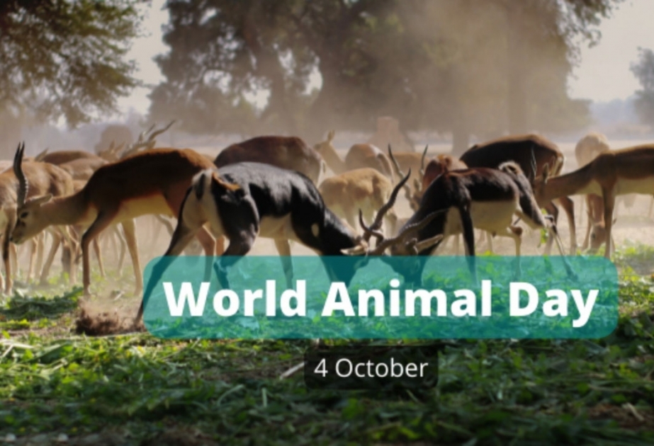 Welttierschutztag – der internationale World Animal Day am 4. Oktober