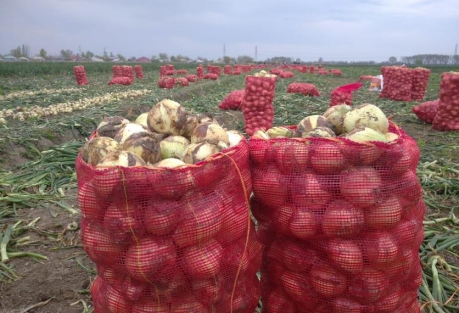 Qarabağ-Aran regionunda sahədə soğanın bir kiloqramı 30-35 qəpikdir