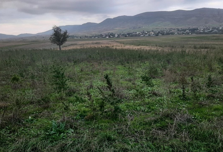 In Region Chodschali weitere Rauschgiftplantage entdeckt