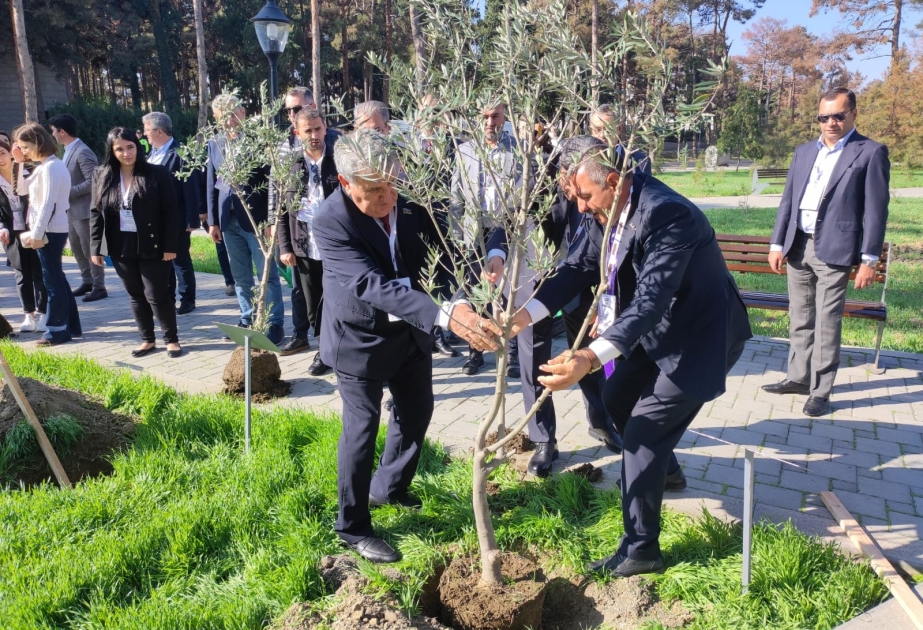 Beynəlxalq konfransın iştirakçıları Naftalanda ağacəkmə aksiyasında iştirak ediblər