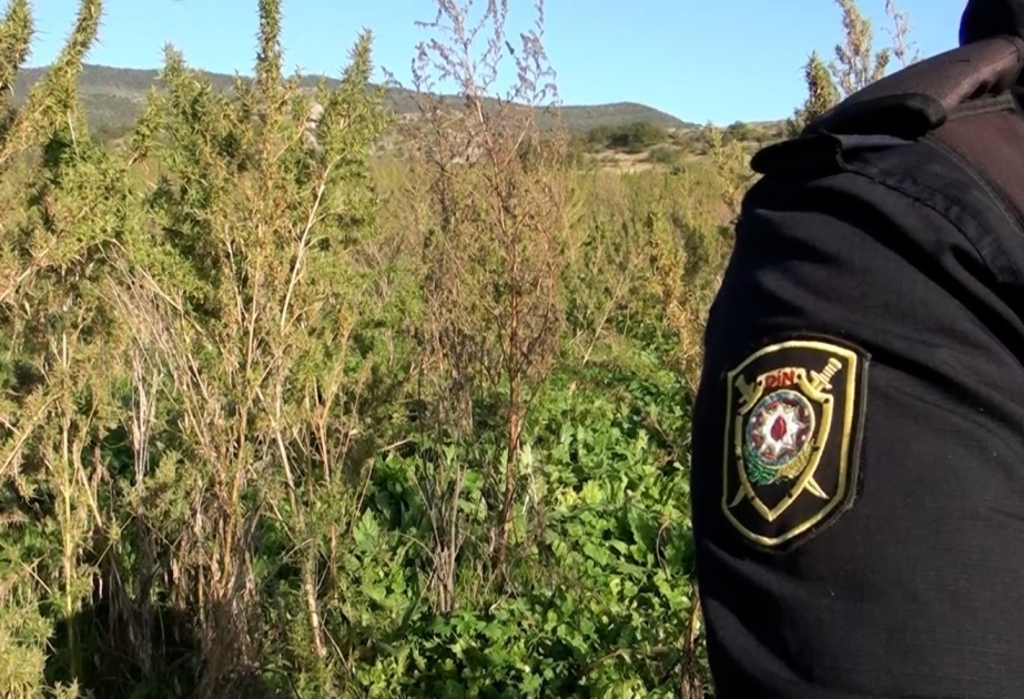 Cannabis cultivation discovered in Guschular village of Shusha