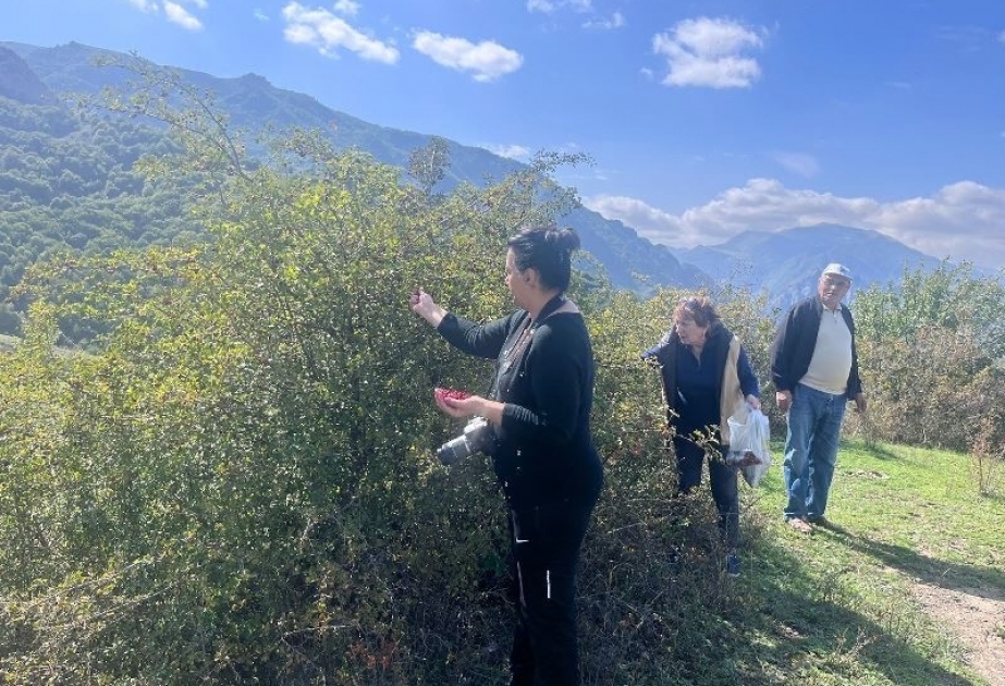 Botanika İnstitutunun əməkdaşları Dağlıq Şirvan bölgəsində tədqiqat aparıblar