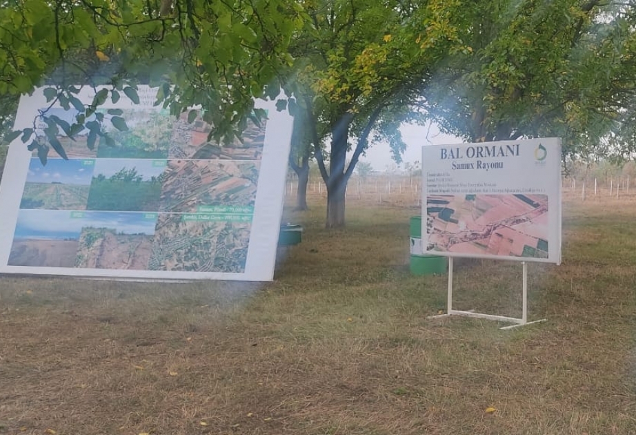 BP ölkənin 6 rayonunda 530 ailənin arıçılıq biznesinə dəstək olub