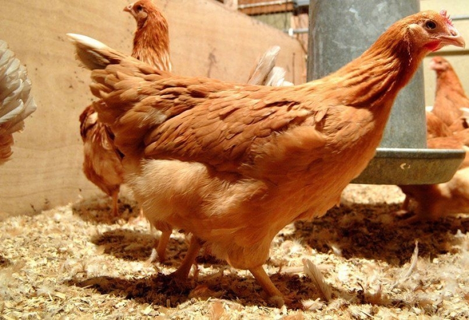Quş qripinə dayanıqlı GMO-lu toyuqlar yetişdirilir