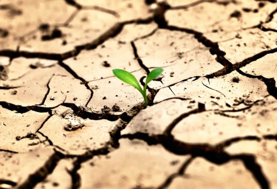 FAO: “Las catástrofes causan 3,8 billones de dólares en pérdidas agrícolas y ganaderas en 30 años”