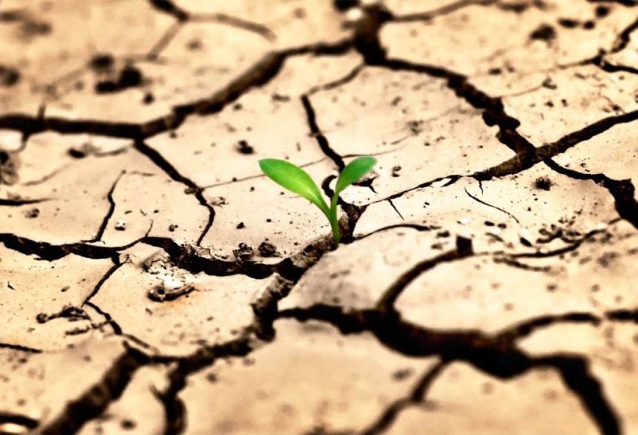 La FAO publie un rapport sur l’impact des catastrophes sur l’agriculture