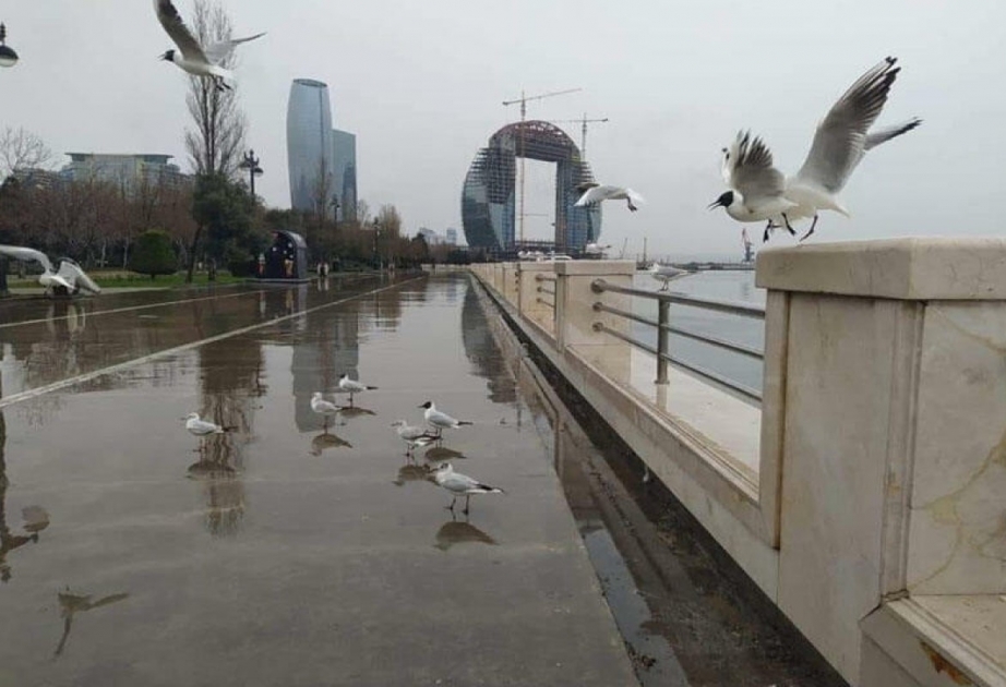 Sabah Abşeron yarımadasının bəzi yerlərində qısamüddətli yağış yağacağı ehtimalı var