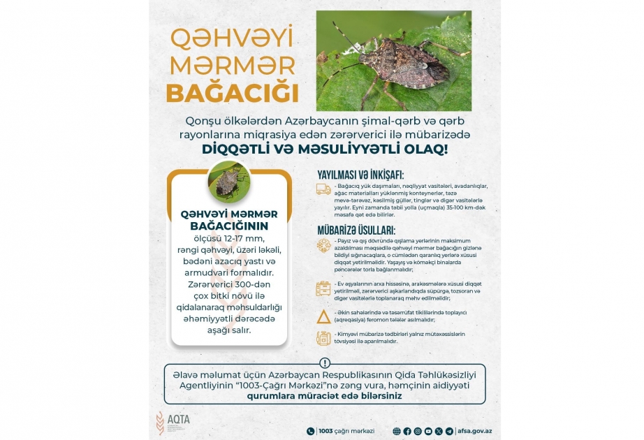 Qəhvəyi mərmər bağacığına qarşı mübarizə üsulları