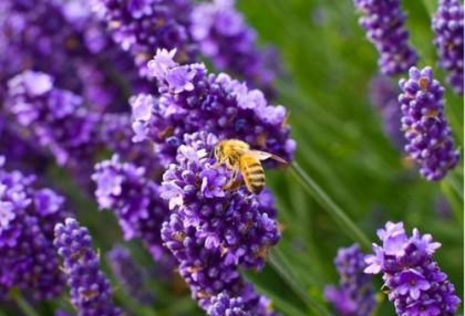 Lavanda çiçəklərindən alınan efir yağının kimyəvi tərkibi və sənayedə tətbiqi