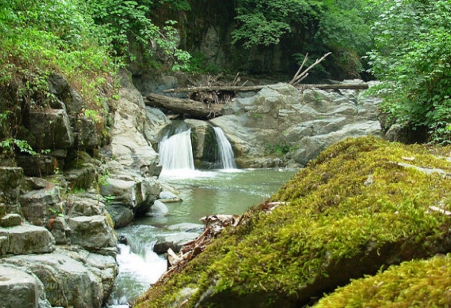 Pflanzen- und Tierwelt Aserbaidschans