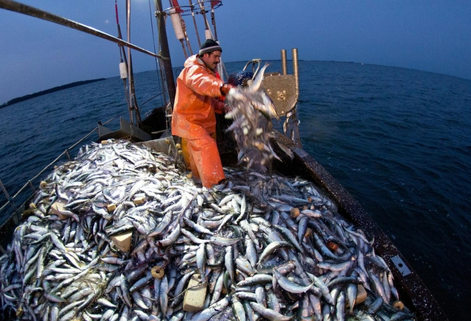 EU-Parlament fordert strengere Kontrollen beim Fischfang