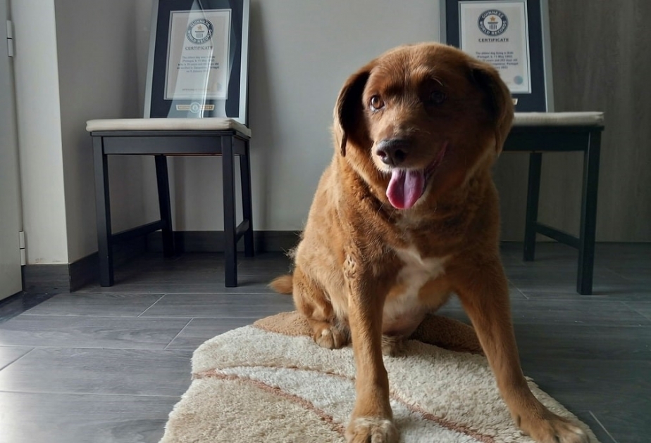 Le plus vieux chien du monde est mort
