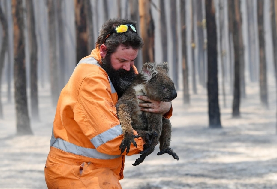 Firefighters battle dozens of bushfires in north-eastern Australia