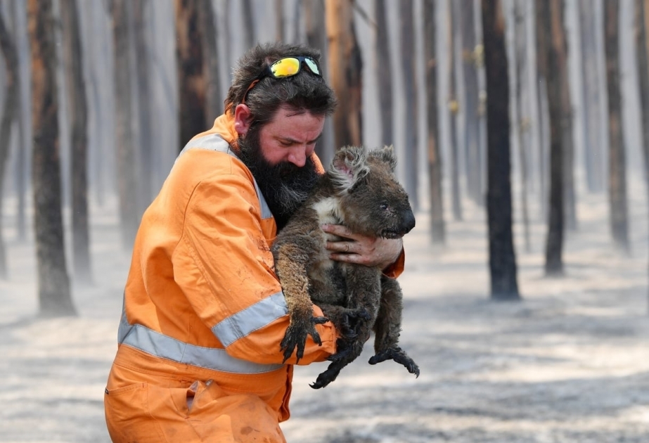 Los bomberos luchan contra decenas de incendios forestales en el noreste de Australia