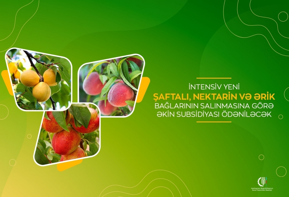 İntensiv yeni şaftalı, nektarin və ərik bağlarının salınmasına görə əkin subsidiyası ödəniləcək