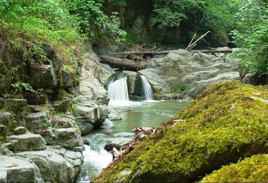 Der Hyrkan-Nationalpark mit eiszeitlichen Relikten großblättriger Laubbäume