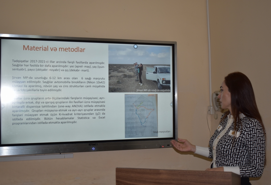BDU-da Şirvan Milli Parkında ceyran populyasiyasının sosial strukturu öyrənilib