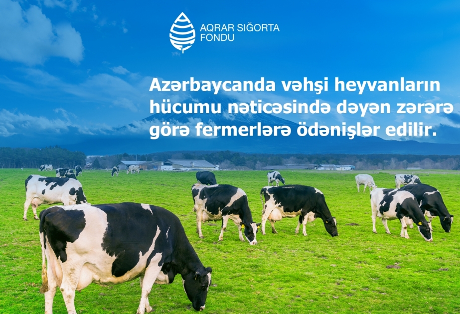 Azərbaycanda vəhşi heyvanların hücumu nəticəsində dəyən zərərə görə ödənişlərə başlanılıb