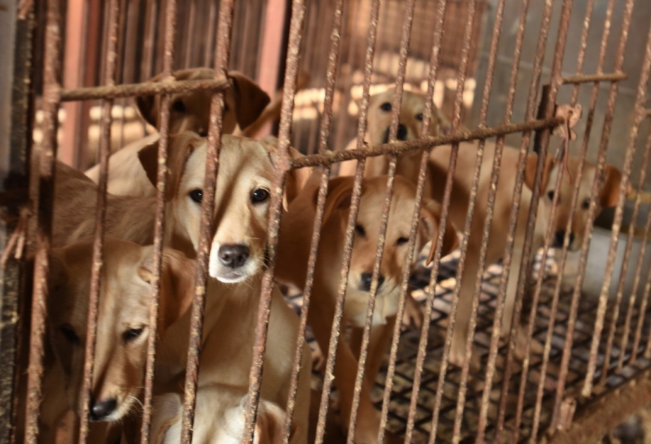 S. Korean government, PPP to seek special legislation to end dog meat consumption