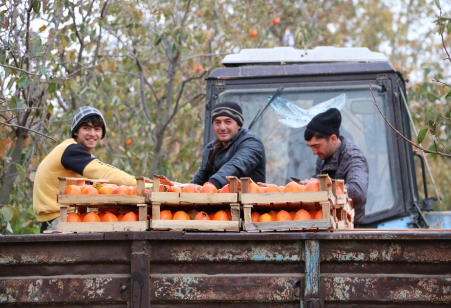 La mayoría de las más de 32 mil toneladas de la cosecha recogida en los huertos de caqui de Shamkir se exporta a Rusia