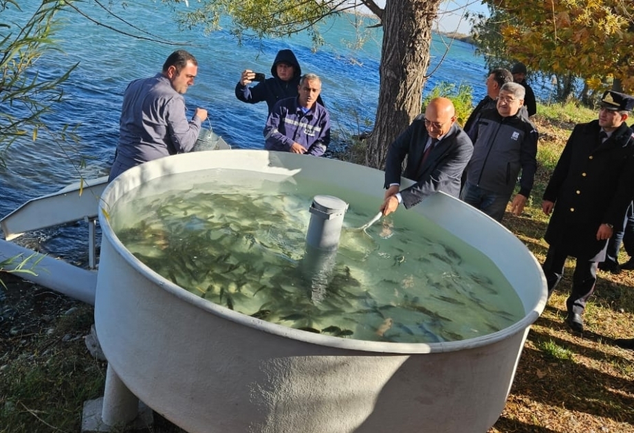 В Шамкирское и Еникендское водохранилища выпущены мальки карпообразных