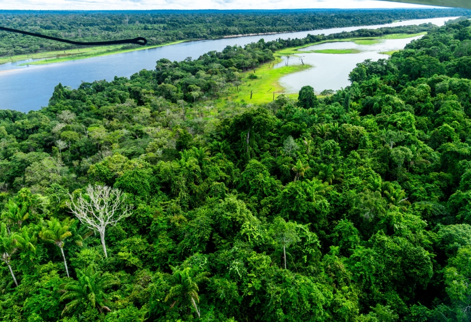 Umwelt: Weniger Abholzung im Amazonasgebiet
