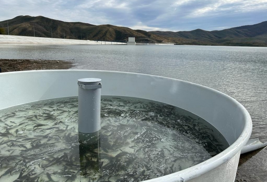 В Хачинчайское водохранилище выпущены мальки