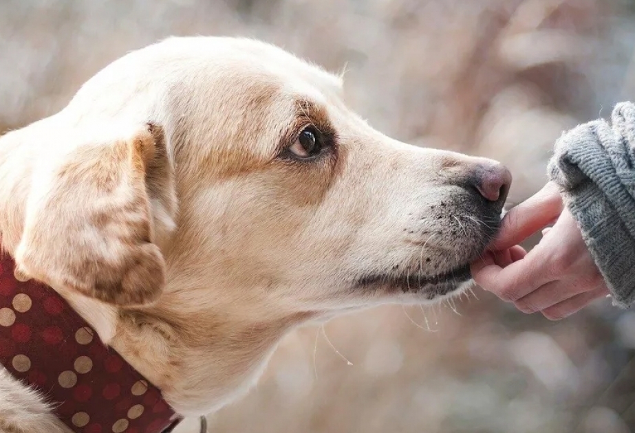 New drug could increase lifespan of dogs, company awaits FDA approval