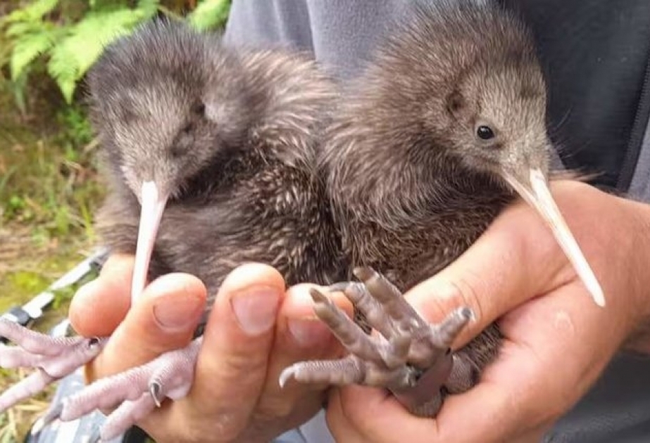 Два птенца киви родились в дикой природе впервые за 100 лет