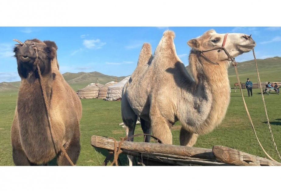 ООН провозгласила 2024 год Международным годом верблюдовых