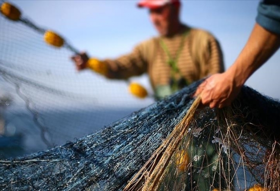 Overfishing in Mediterranean, Black Sea at lowest level in 10 years: UN