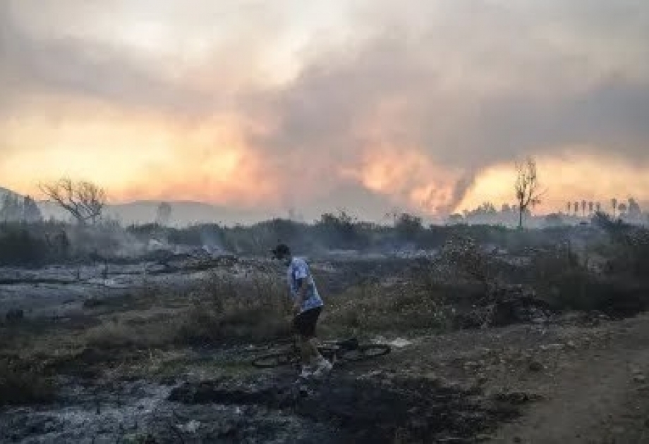 智利多地发生森林火灾