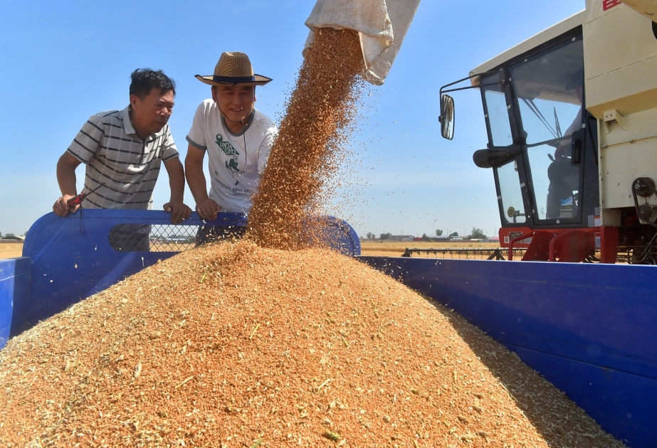 Chinas Getreideproduktion erreicht 2023 Rekordhoch