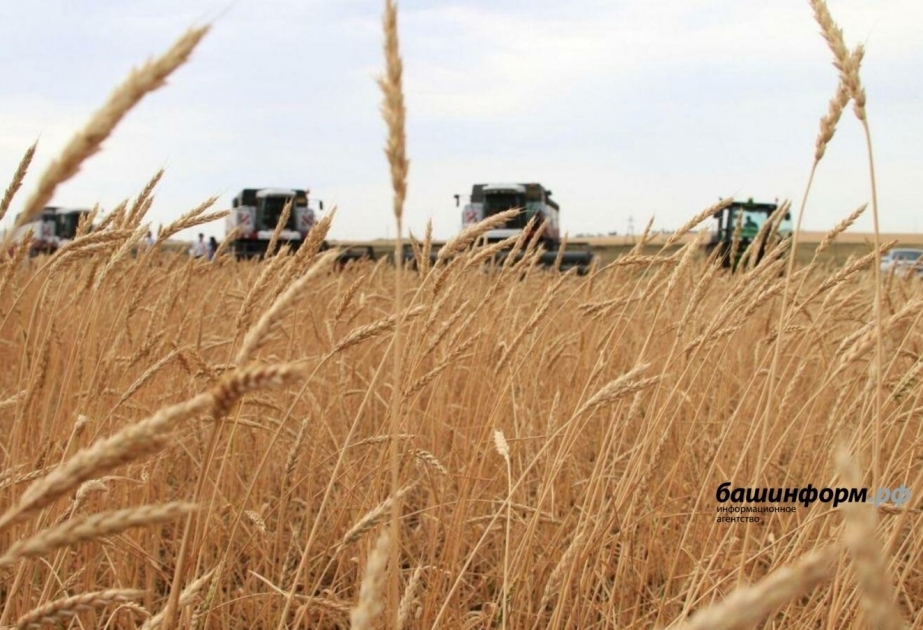 أذربيجان تحصل على 500 طن من القمح من باشكورتوستان