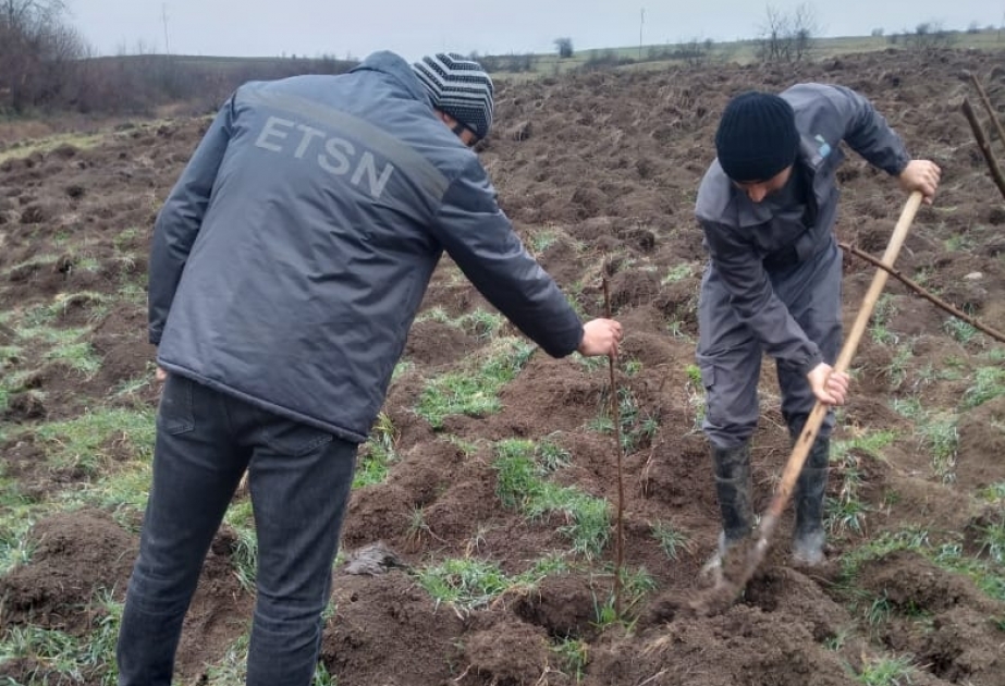 Son beş gün ərzində meşə fondu torpaqlarında 287 minə yaxın ağac əkilib