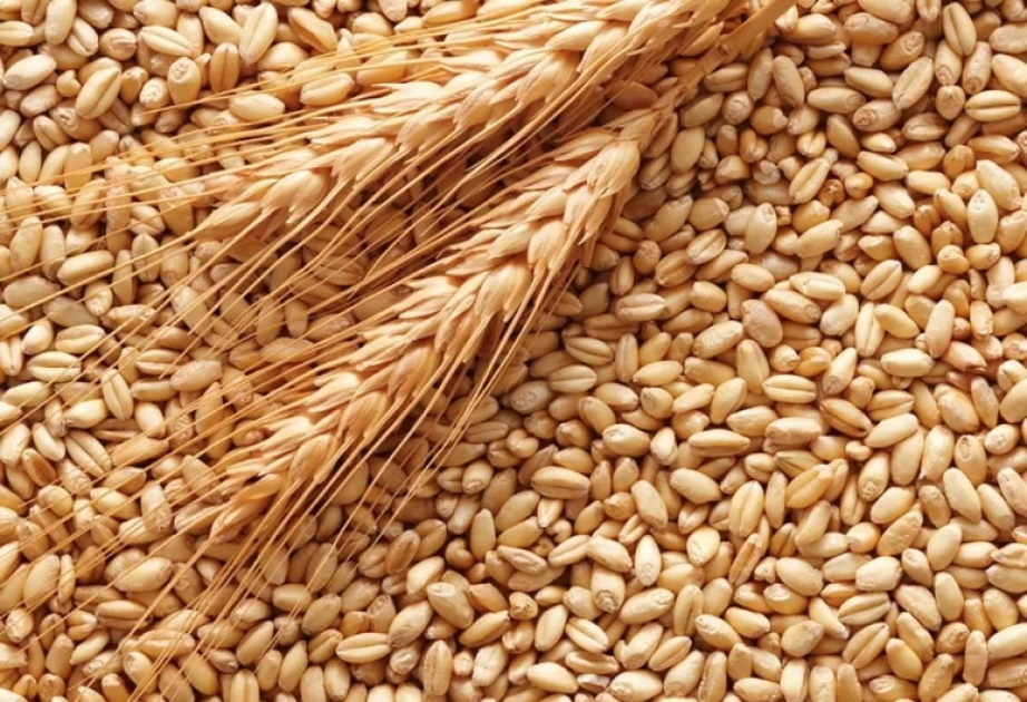 Самые большие поставки зерна из Ставропольского края приходятся на Азербайджан